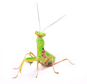 praying, mantis, insect, pacification, conciliation, animal HD wallpaper