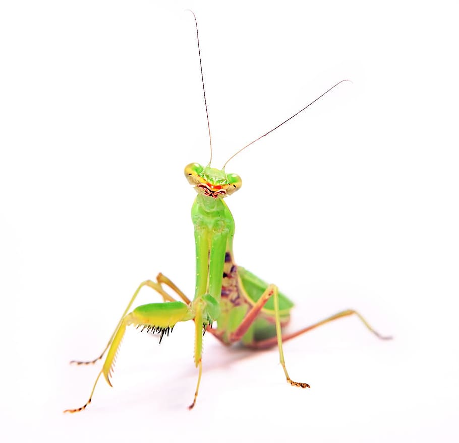 110+ Praying Mantis HD Wallpapers and Backgrounds