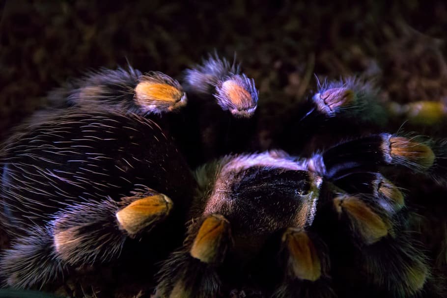 spider, insect, closeup, macro, eating, animal themes, animal wildlife HD wallpaper