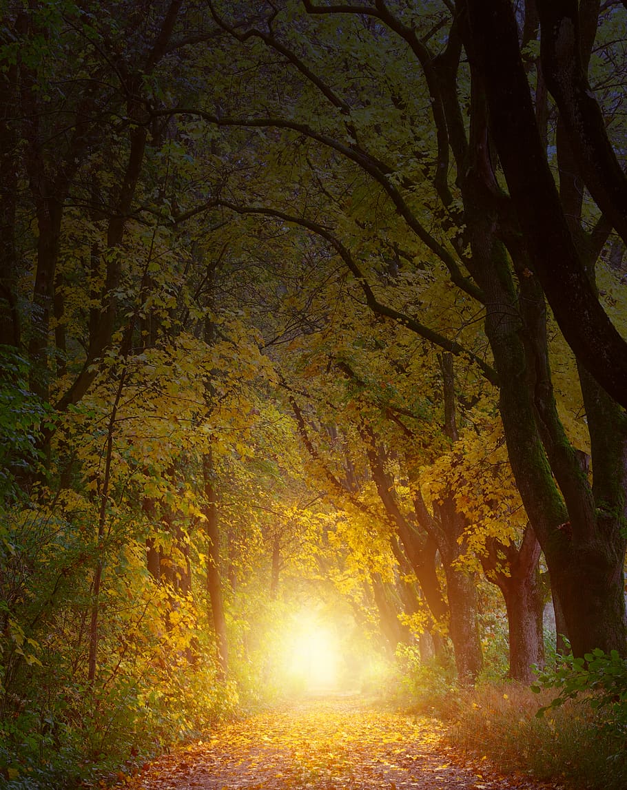 Selective Focus Photo of Clear Pathway in Between Trees, backlit HD wallpaper
