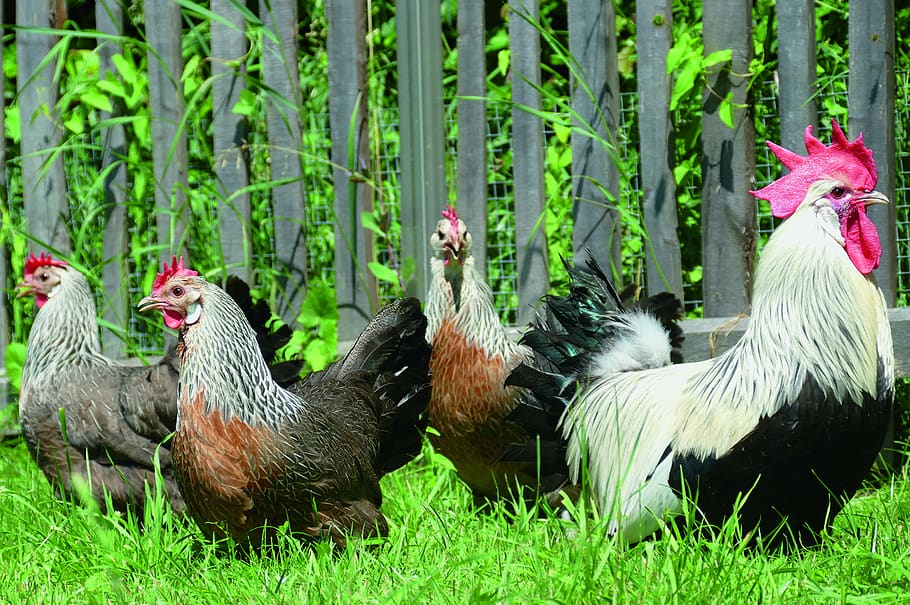 chickens, rooster and hens, range, happy hens, krüper, silberhalsig