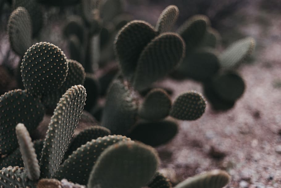 green cactus, plant, tree, conifer, abies, fir, pollen, larch HD wallpaper