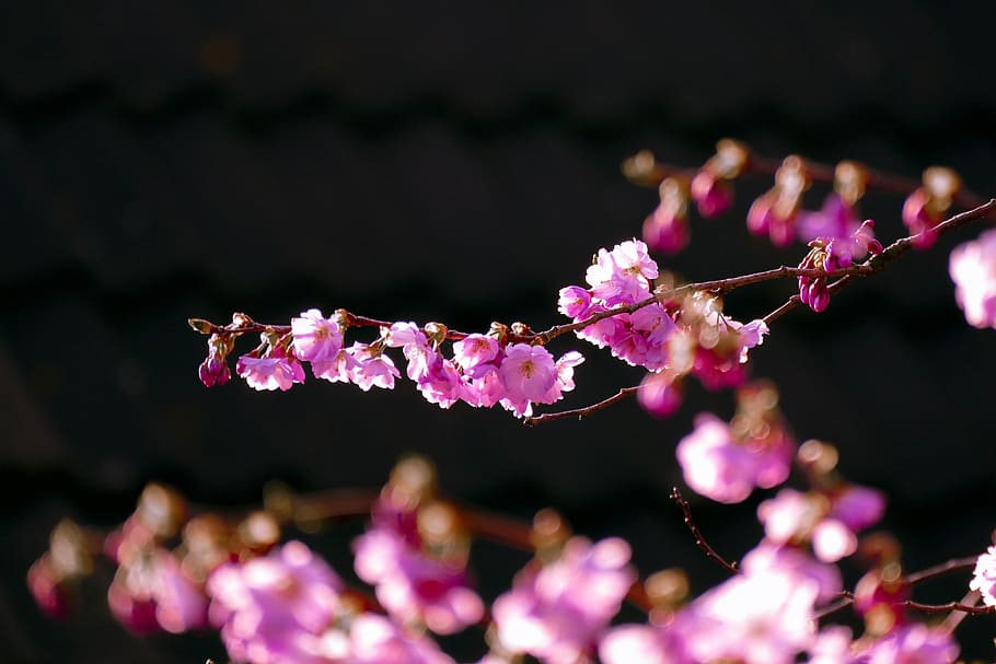 blossom, cherry, spring, pink, tree, bloom, branch, nature HD wallpaper