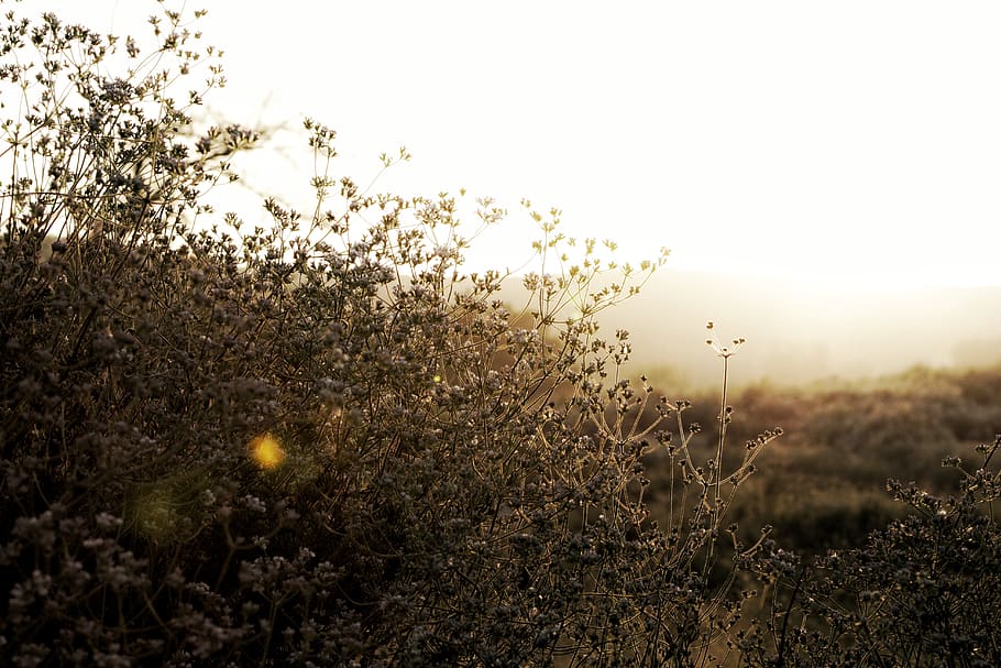 wild, glow, sunset, plants, background, sky, growth, field HD wallpaper