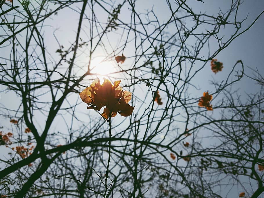 light, flare, sunlight, plant, leaf, unnamed road, myanmar (burma) HD wallpaper