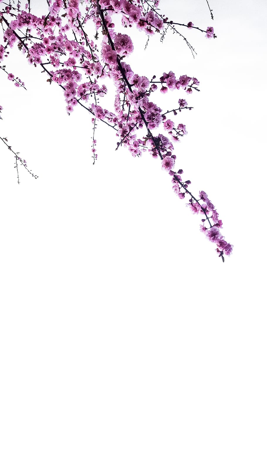purple flowering tree, plant, flowering plant, beauty in nature HD wallpaper