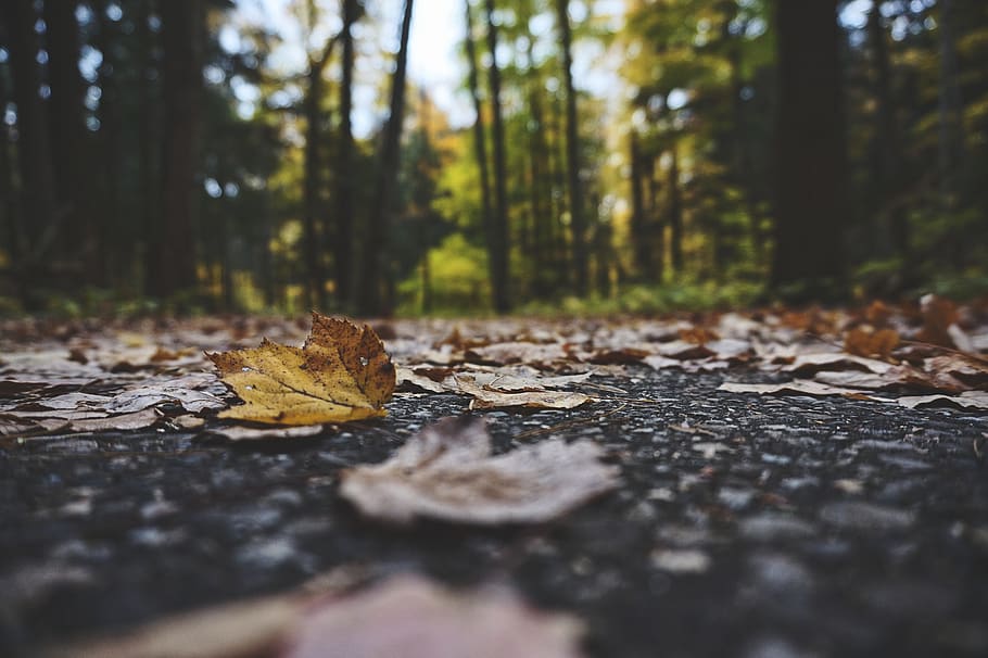 dried leaf, tree, forest, plant part, land, autumn, nature, selective focus HD wallpaper