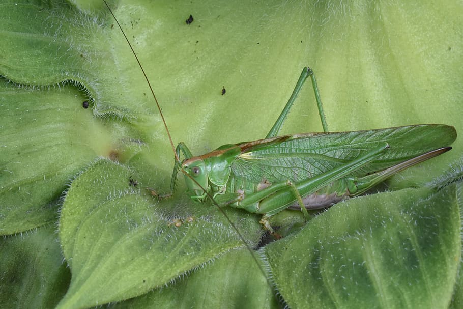 insect, green, grasshopper, macro, nature, summer, sheet, green color HD wallpaper