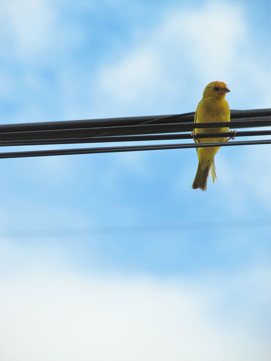 bird, animal themes, vertebrate, animal wildlife, one animal HD wallpaper