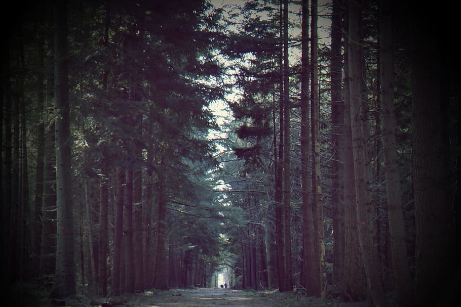 Green Trees, adventure, conifer, dark, dawn, dirt road, dusk HD wallpaper