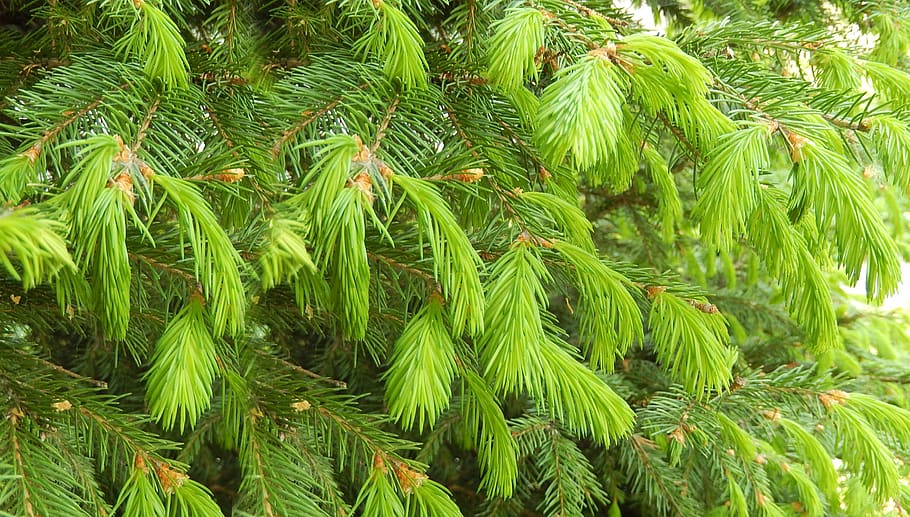 spruce, nature, trees, green, evergreen, pine, summer, green color HD wallpaper