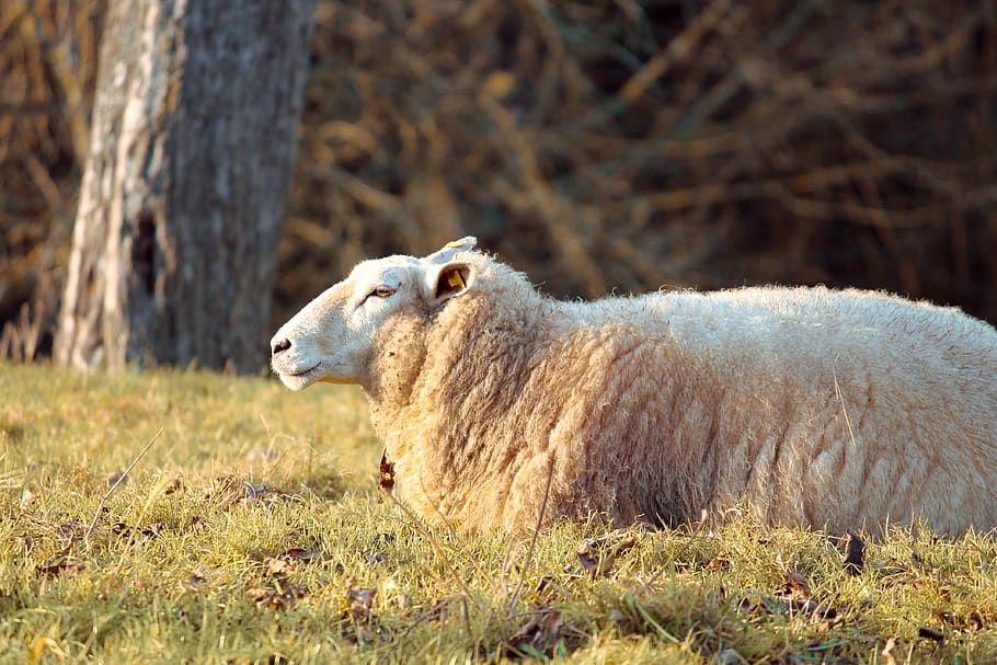wool sheep, schäfchen, evening sun, young, pasture, meadow HD wallpaper