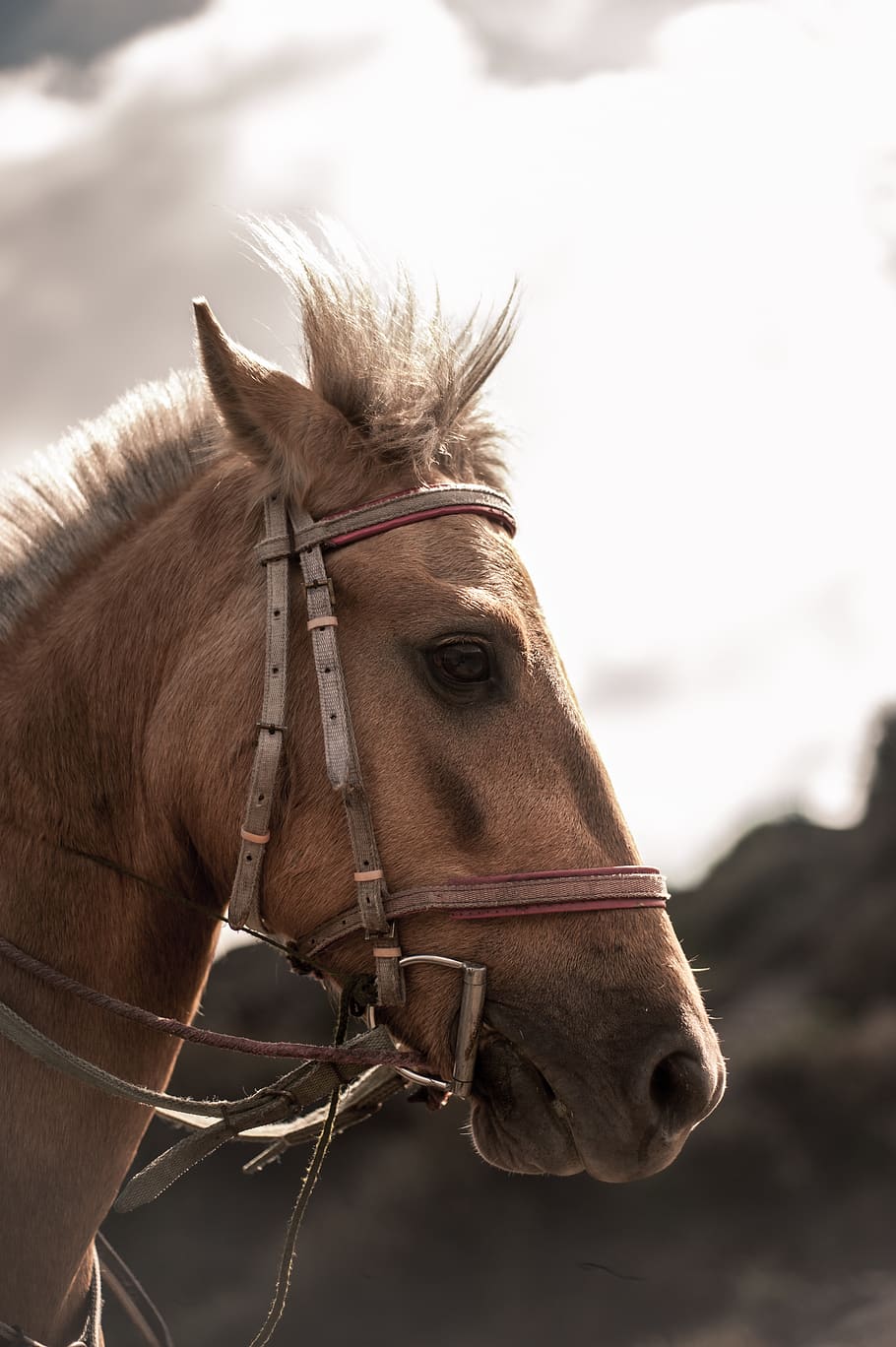 indonesia, mount bromo, domestic animals, livestock, mammal HD wallpaper