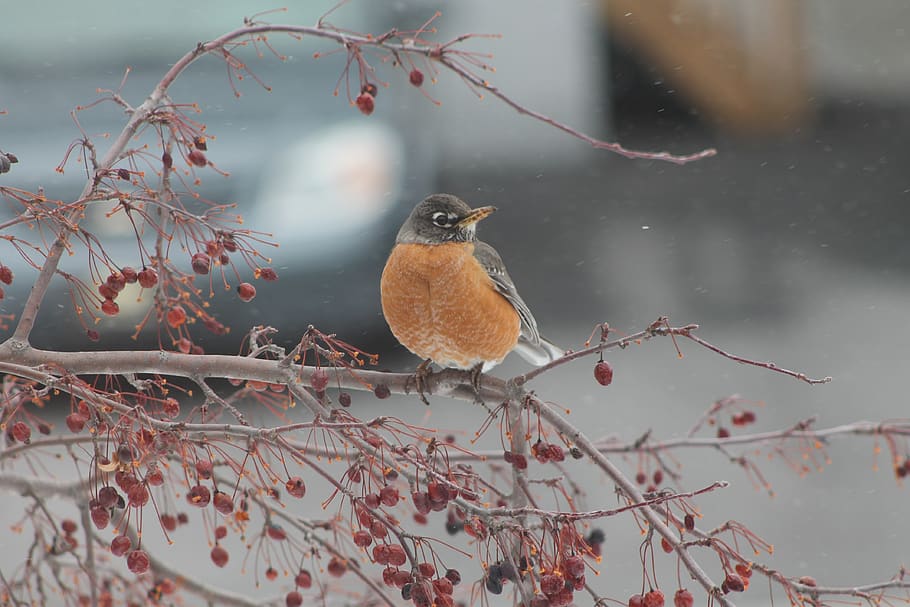 bird, winter, snow, nature, cold, cute, trees, pen, vertebrate HD wallpaper