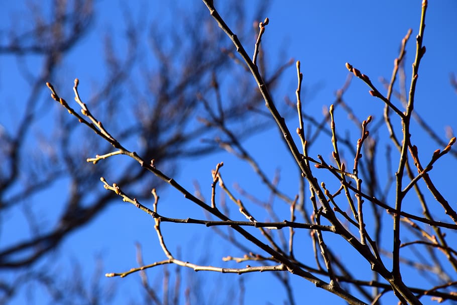 buds, sky, branches, winter, plant, tree, low angle view, bare tree HD wallpaper