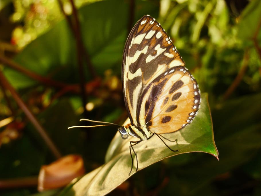 Butterfly sitting on a leaf., animal wildlife, animal themes HD wallpaper