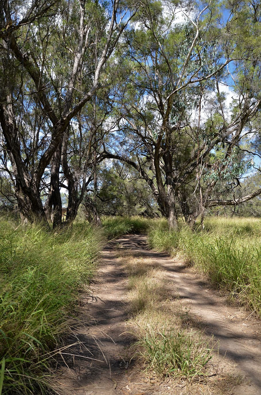australia, queensland, plant, tree, direction, the way forward HD wallpaper