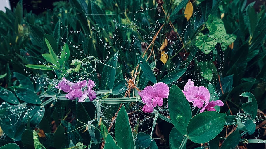 plant, growth, flowering plant, beauty in nature, plant part HD wallpaper