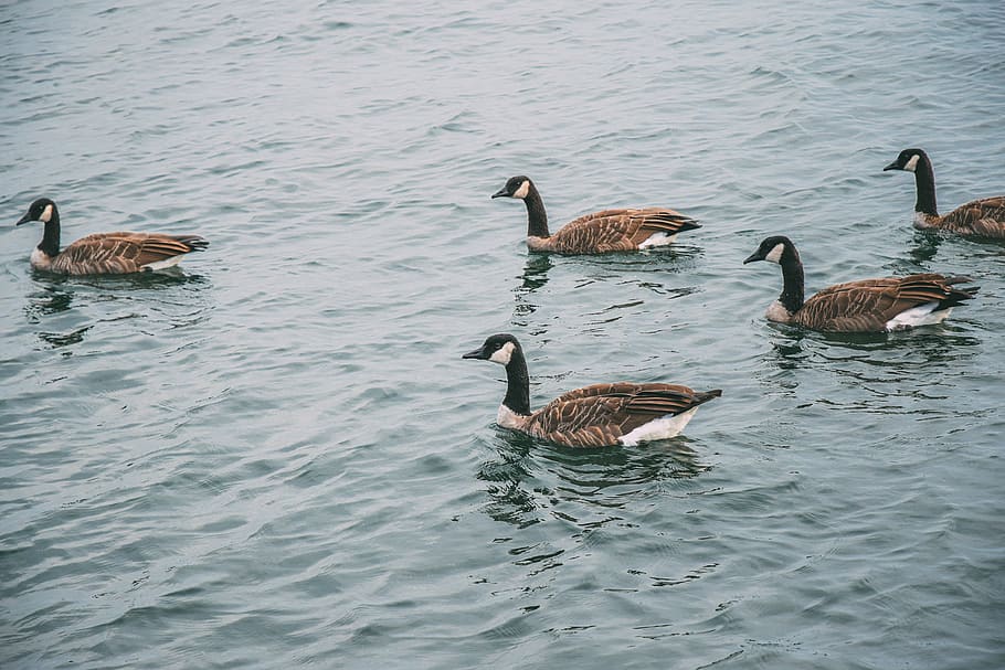docks on water, group of animals, animals in the wild, bird, animal wildlife HD wallpaper