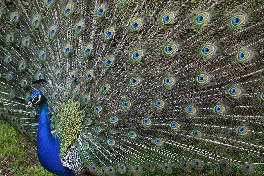 peacock, close up, plumage, bird, head, tail, peafowl, fantail, HD wallpaper