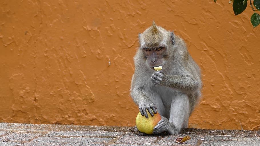 monkey, ape, mauritius, mountains, grand bassin, ganga talao HD wallpaper