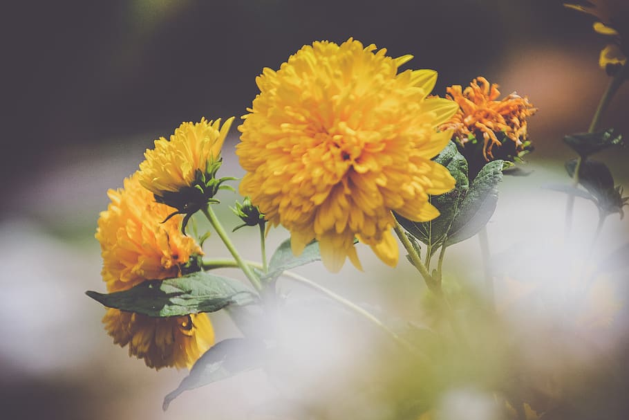 yellow marigold flower, plant, blossom, petal, pollen, australia HD wallpaper