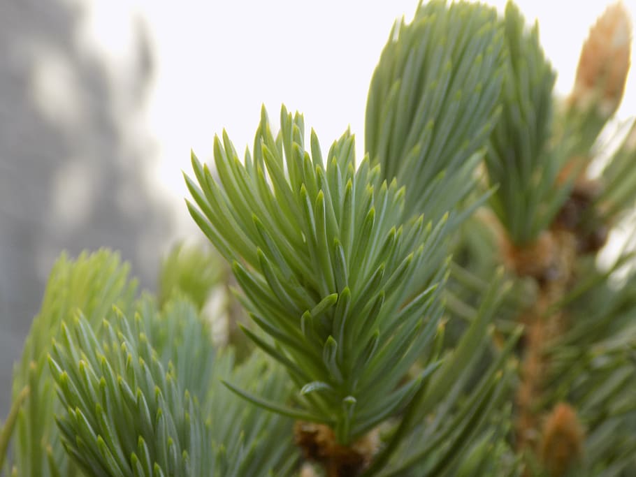 ukraine, melitopol', pine, needles, green color, plant, leaf HD wallpaper