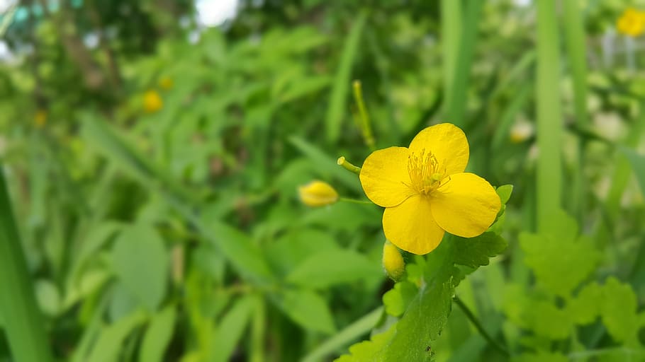 wildflower, flowers, ponca, plant, flowering plant, beauty in nature HD wallpaper