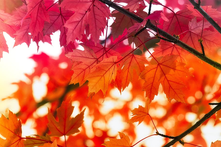 leaves, maple, autumn, fall color, mood, maple leaves, fall leaves HD wallpaper