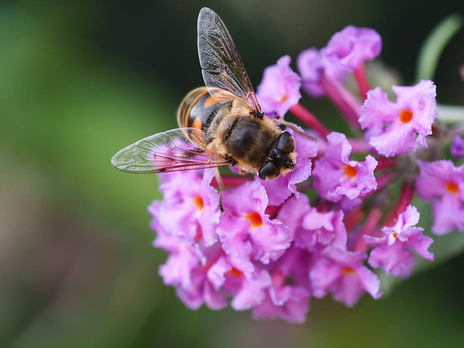 bee, insect, nature, honey bee, pollen, flower, close up, blossom