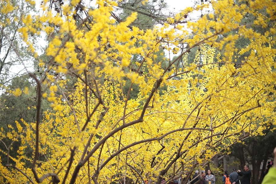 human, person, tree, plant, blossom, flower, vegetation, maple HD wallpaper