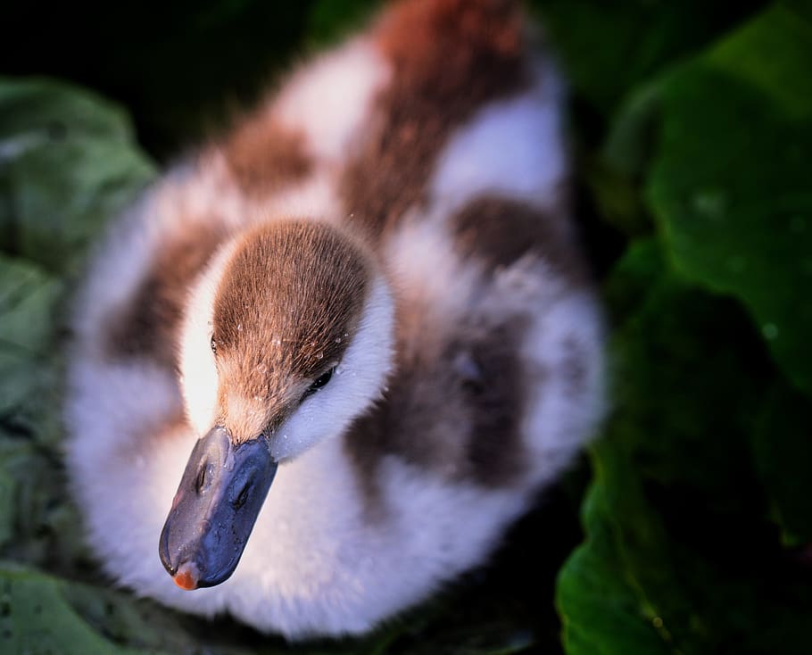duckling, pond, fluffy, swim, cute, animal, bird, small, chick HD wallpaper