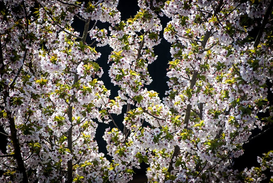 tree, spring, blossom, flower, flowering plant, growth, freshness HD wallpaper