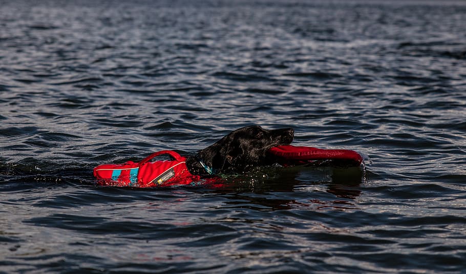 dog, pet, water, swim, lake, blue, black dog, k9, waterfront, HD wallpaper