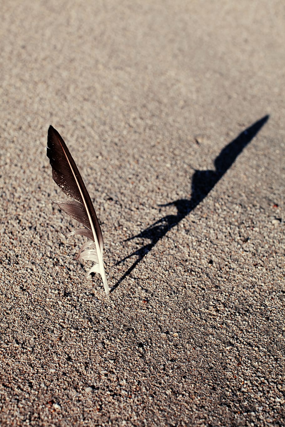 bird, water, wind, beach, sand, feather, nature, sunlight, day HD wallpaper