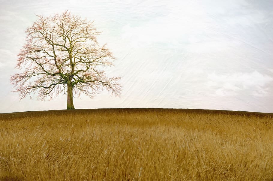 field, meadow, tree, nature, sky, landscape, rural, plant, environment HD wallpaper