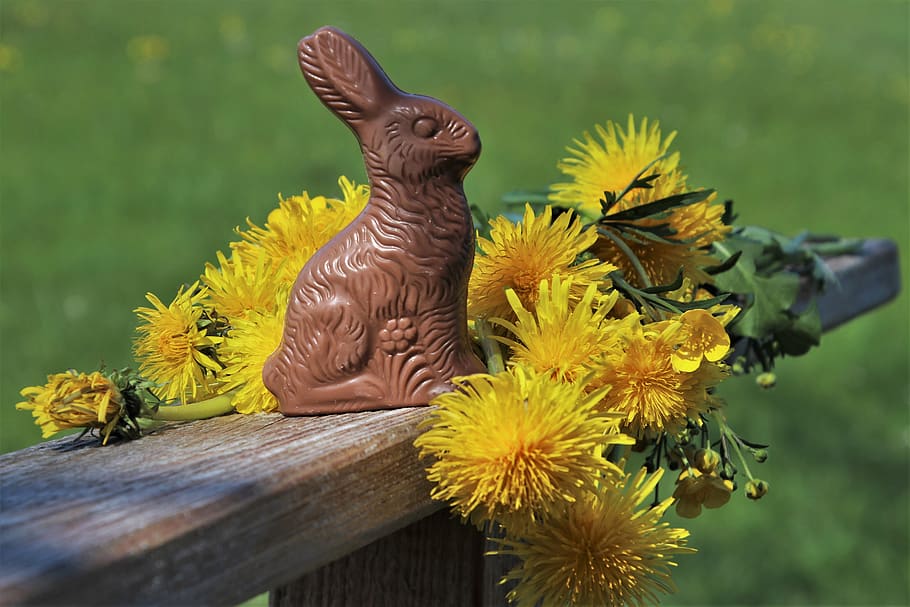 easter, rabbit, dandelion, ears, calories, to, one, the sweetness HD wallpaper