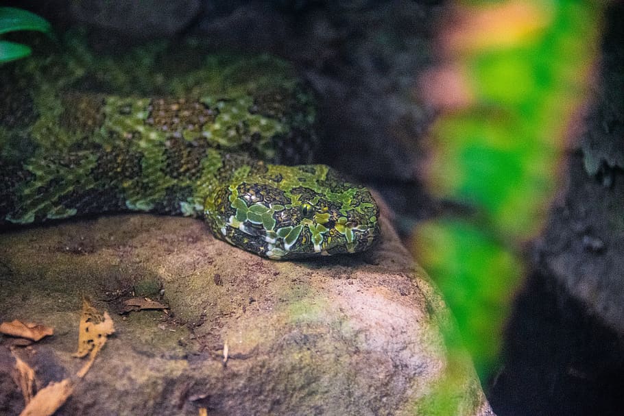 snake, python, reptile, zoo, jungle, green, wildlife, head HD wallpaper