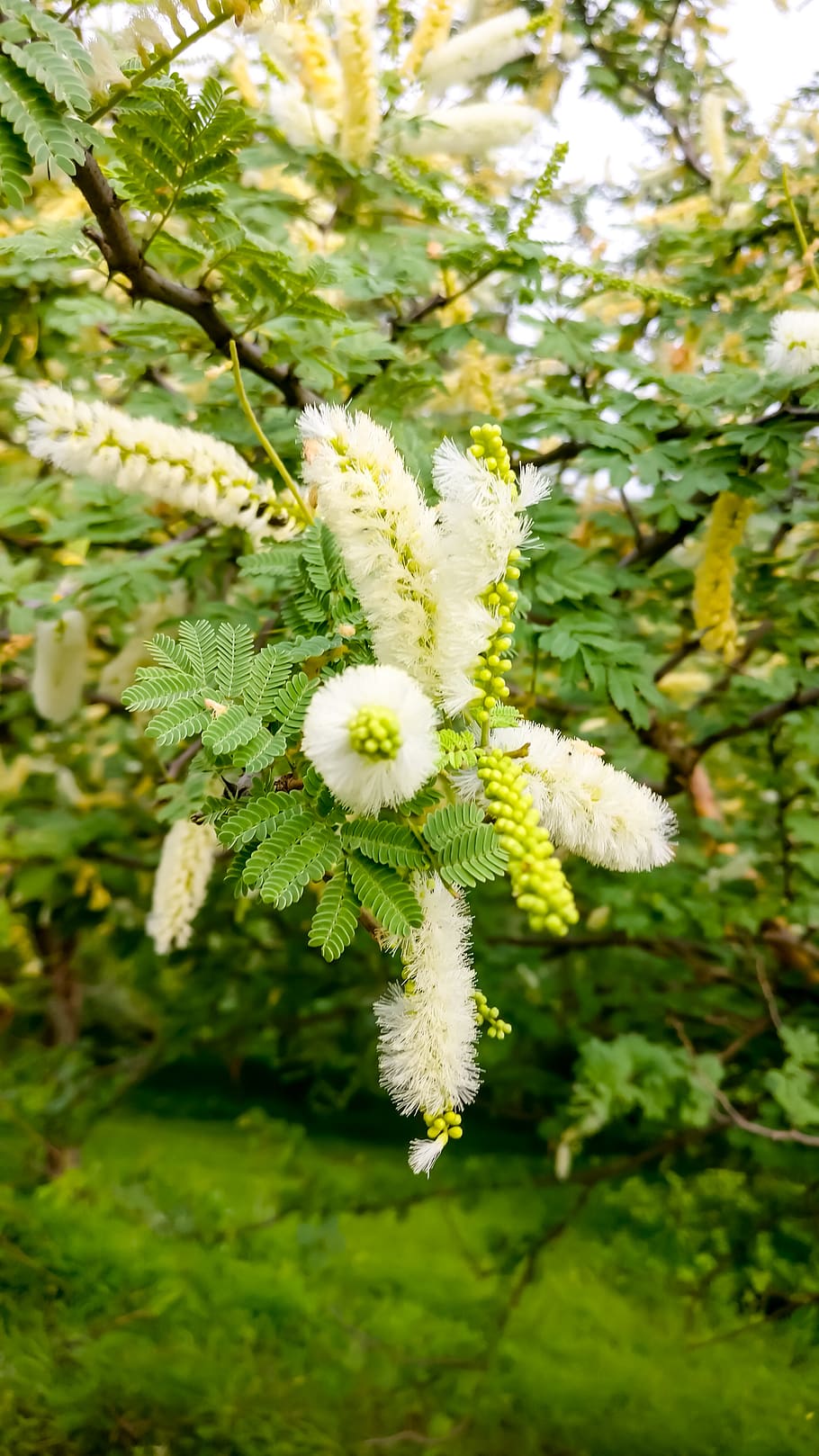 india, savar kundla, plant, growth, flower, flowering plant, HD wallpaper