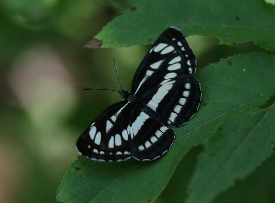 butterfly, white, black, insect, leaf, invertebrate, animals in the wild HD wallpaper