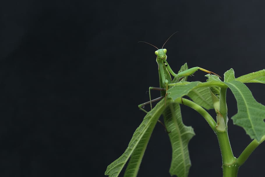 grasshopper, insect, fly, green, nature, plant, animal themes HD wallpaper
