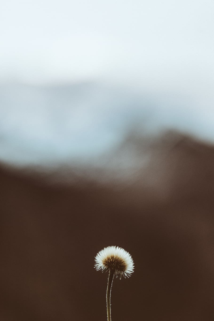 white dandelion, freshness, fragility, flower, vulnerability HD wallpaper
