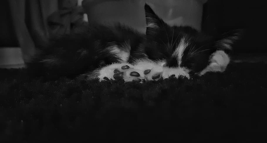 cat, kitty, black, and, white, bandw, carpet, grey, paws, use HD wallpaper