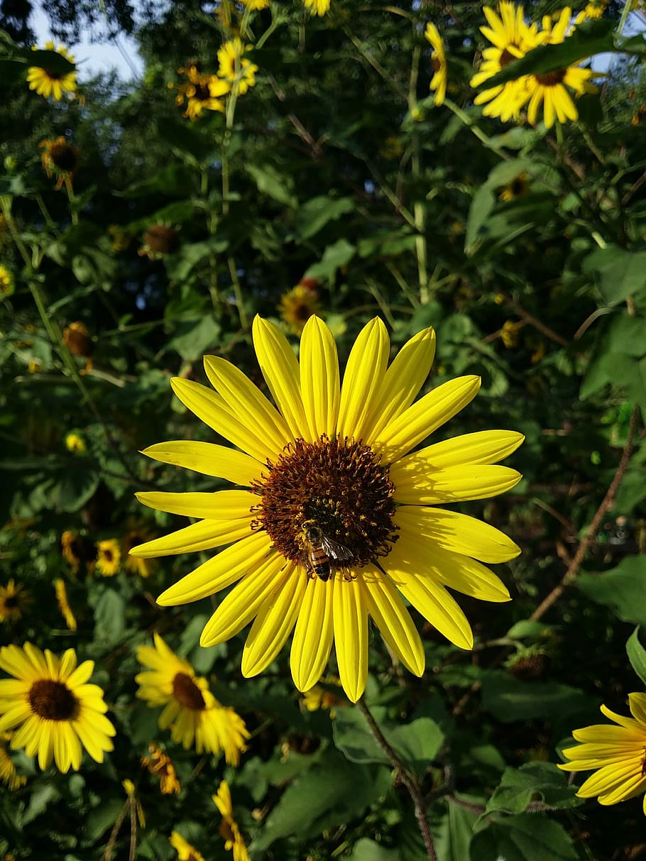 nature, flower, bee, spring, plant, flowering plant, yellow HD wallpaper