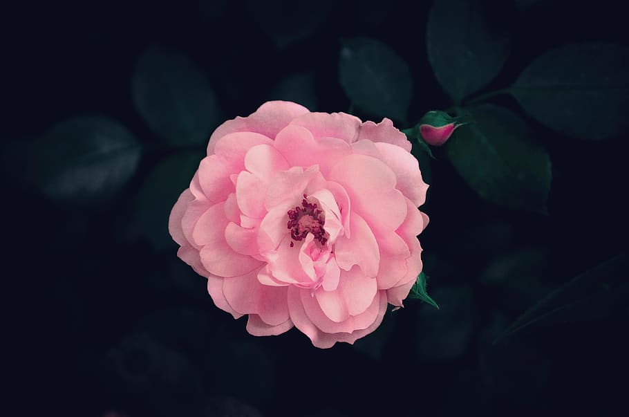 pink petal rose, flower, pink color, flowering plant, beauty in nature HD wallpaper
