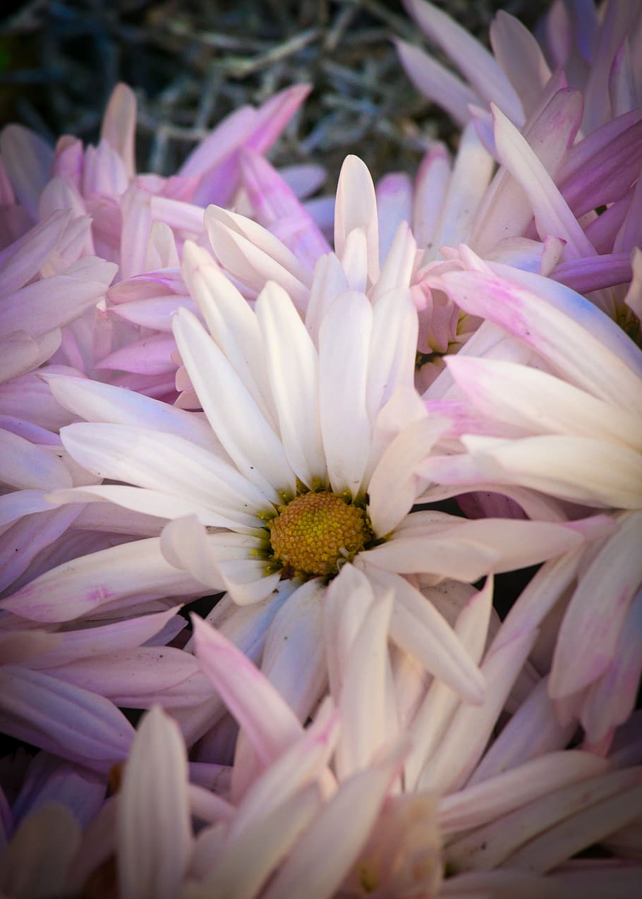 asters, bright, white, pink, autumn, flowers, composites, greeting card HD wallpaper