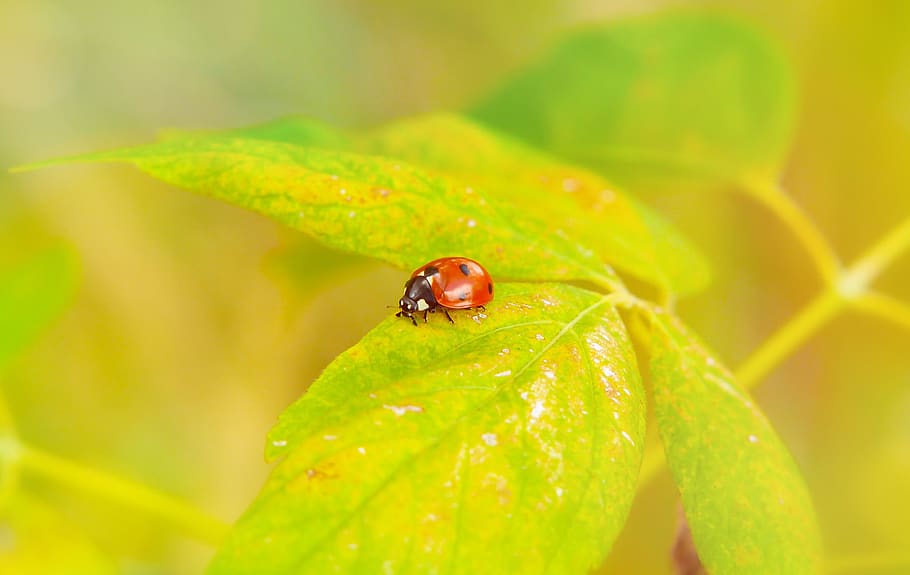 septempunctata, insect, the beetles, leaf, animals, nature HD wallpaper