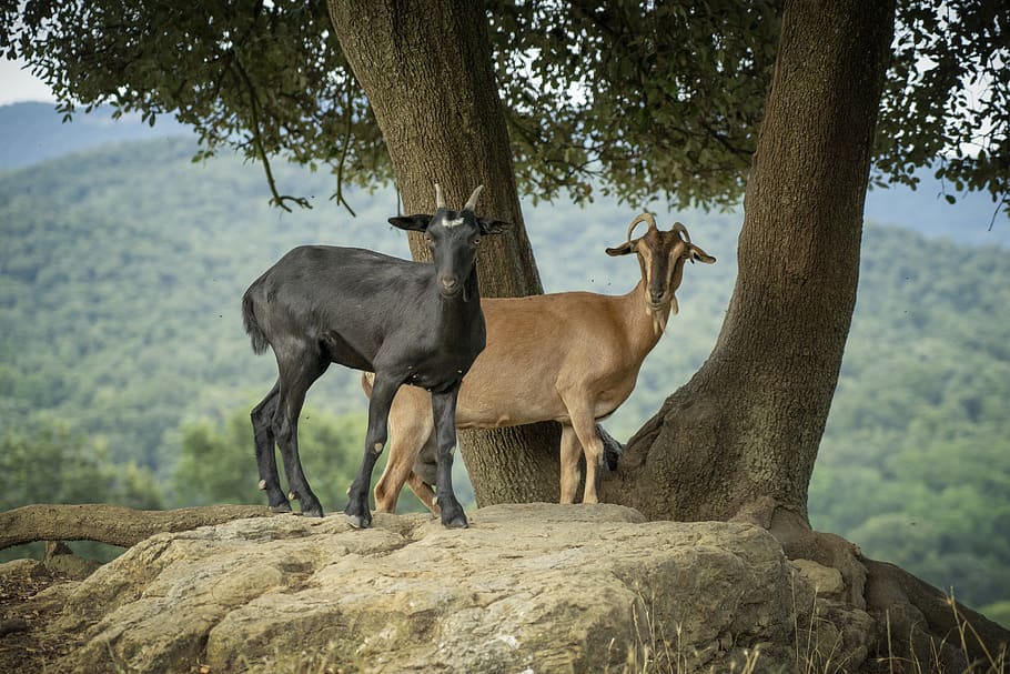 goats, mount, horns, animals, mountains, mammal, nature, rocks HD wallpaper