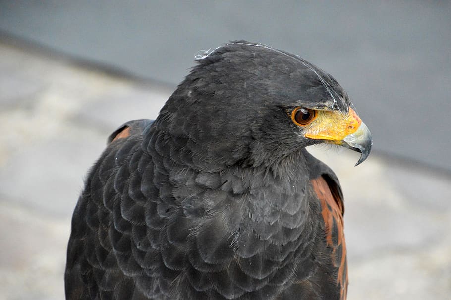 buzzard, falcon, bird, predator, prey, pen, beak, wild, falconry