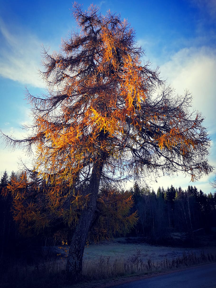 tree, autumn, winter, nature, forest, plant, beauty in nature HD wallpaper